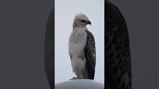 Changeable Hawk Eagle juvenile pale morph [upl. by Nate]