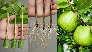 🌿How to propagate guava tree from cuttings Ready to grow your own🍐guava tree at home [upl. by Pallaton263]