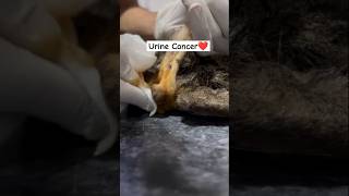 Urine Cancer treatment shorts cutecat [upl. by Ronoh514]