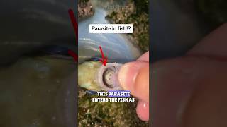 Parasite Eats The TONGUE Of Fish  Parasite replaces the tongue of fish parasite eating fish [upl. by Klemens]