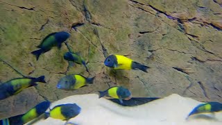 The BEST African Cichlid Breeder Tour [upl. by Nonnaehr]