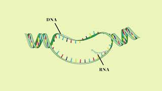 Trascrizione del DNA  Pillole di Scienza [upl. by Mosera]