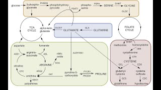 Amino Acid Synthesis Degradation and Functions [upl. by Isidoro]