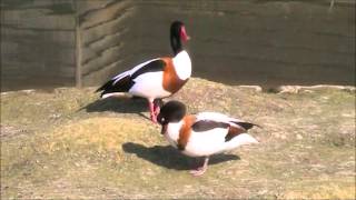 Common Shelduck 3 [upl. by Ruford]