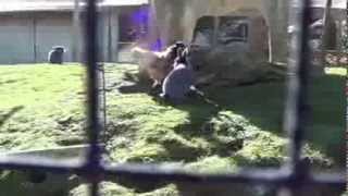 Frisky rabbit woos hardtoget chicken Strange animal behaviour 81 [upl. by Meit]