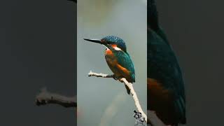 kingfisher photoshoot tn31 photography [upl. by Mike447]