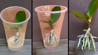 This tip helps orchids quickly take root and produce young leaves [upl. by Becka26]