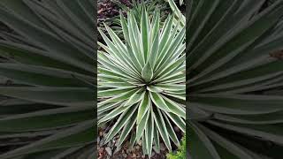 Agave viviparaGarden Sisal shorts [upl. by Mickie]