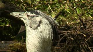 Kori Bustard Ardeotis kori  Riesentrappe 1 [upl. by Gignac]