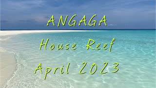 Angaga Islands House Reef  Maldives  April 2023 [upl. by Alyda619]