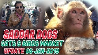 Saddar Dogs Cats amp Birds Market 6119 Updates Jamshed Asmi Informative Channel In UrduHindi [upl. by Stearne]