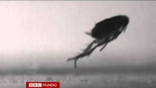 Develan el misterio del salto de la pulga Video BBC Mundo [upl. by Garett]