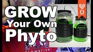 Grow your own phytoplankton using the Poseidon phyto tank and culture for Coralust Wisdom Wednesday [upl. by Faith165]