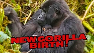 OMG New Birth of Baby Gorilla in Bwindi National Park [upl. by Pastelki501]