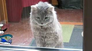 Simons Cat  Let me In by my cat Kuzia [upl. by Hoehne]