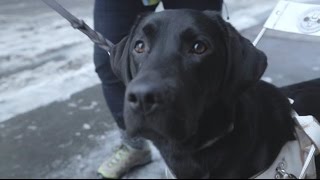 Hailey skal bli førerhund [upl. by Irving]