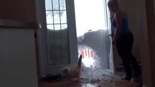 My cat jump through the snowbank [upl. by Dorris]