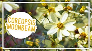 Plant of the Week Coreopsis Moonbeam [upl. by Arualana]