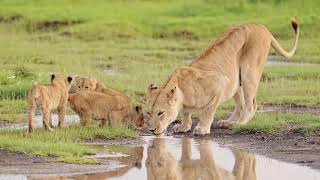 Tanzania Safari  Book Your Safari Package in Tanzania [upl. by Viviene]