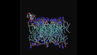 MD simulation of delphinidin formulated with βcyclodextrin at lipid membrane interface [upl. by Ahsaya]