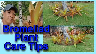 Bromeliad plant care tips on planting [upl. by Ixela718]