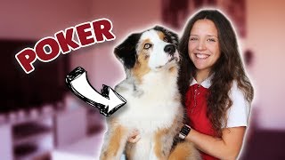 VOS QUESTIONS SUR MON CHIOT BERGER AUSTRALIEN [upl. by Suiradel]