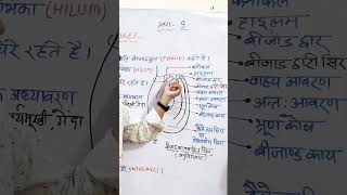 structure of ovule ।। bijand ki sanrachana।। biologyclass12 biology ovule pistil ncert neet [upl. by Elayne]