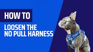 Loosening the No Pull and Big Dog Harnesses [upl. by Teddy]