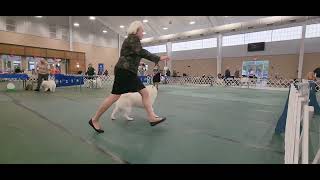 AKC Dog Show  Sunday October 13 2024  Tri Star Kennel Club Of Williamson County TN [upl. by Allana]