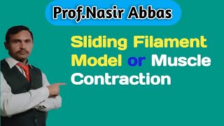 Sliding Filament  Model or Muscle  Contraction  ChSupport  and Movement 2nd year Biology [upl. by Finnigan]