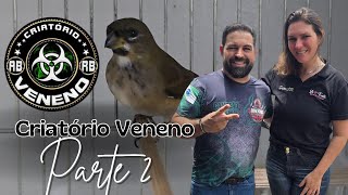 Jon Jones e Sua Linhagem de Campeões O Xodó do Criatório Veneno 🐦✨ [upl. by Haidabez]