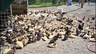 1000 Ducklings Relaxing [upl. by Netsriik695]