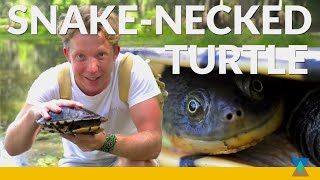 Australias SnakeNecked Turtle in the Wild [upl. by Ardnuyek]