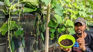 Boost Cucumbers With This  quotIncreased Size and Max Productionquot gardening garden [upl. by Wat]