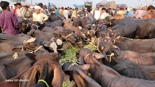 Lahore Cow Mandi  How To Start Katta Farming Business  Top Katta Farming Plan  Top Katti Farming [upl. by Otirecul762]