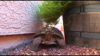 So You Want To Adopt A Tortoise TortoiseGroupOrg [upl. by Gnoud]