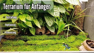 Terrarium für Anfänger  Teil 2 Gestaltung und Bepflanzung  Regenwaldterrarium  Pfeilgiftfrösche [upl. by Akenot]