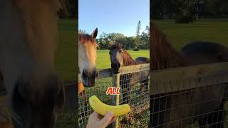 Zombie Horses On Halloween  🍌🐴 dadjokes horse [upl. by Stoecker702]