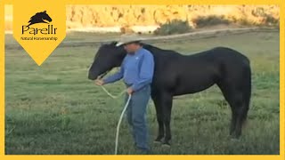 Surgery on a horse at Pioneer Equine Hospital [upl. by Whitehurst]