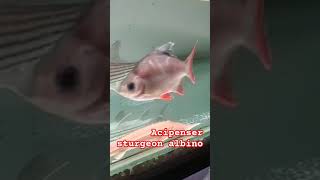 Acipenser sturgeon music musik cover song fishing catfishfarming fish predatorfish edm [upl. by Yesac415]