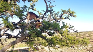 Treeclimbing cute goats in Moroccos argan [upl. by Wickman]