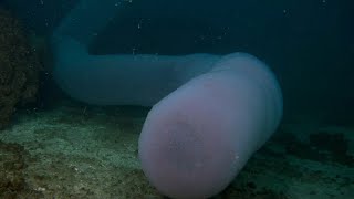 GIANT PYROSOME A superorganism  Oceana [upl. by Sofie358]