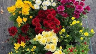 GULDAUDI  Chrysanthemum  mums flower plant care Divyajoseph10000M [upl. by Deloris]