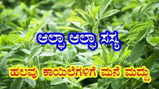 Benefits of ALFALFA plants Best health tips  Kannada Health Tips  Be Happy [upl. by Elyod]