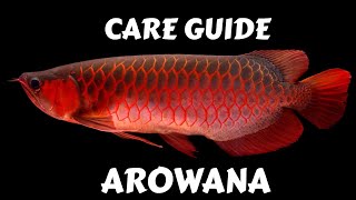 AROWANA CARE GUIDE [upl. by Eeralav958]