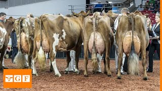 Top 8 Dairy Cattle Breeds İn the World [upl. by Oilasor]