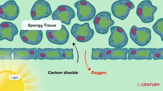 Gas Exchange in Plants  Biology  Secondary [upl. by Dorree]