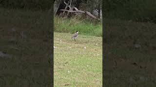 The masked lapwing bird Campbelltown Australia [upl. by Anilorak]