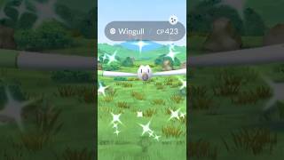 ✨From The Wingull to The Wall✨🤣 Pokémon GO [upl. by Hen]