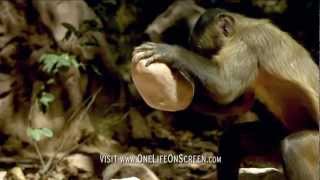 Brown Capuchin monkey uses a tool  One Life  BBC [upl. by Hassadah592]